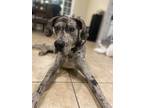 Adopt Andre a Merle Great Dane / Mixed dog in Ontario, CA (34532400)