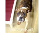 Adopt April #8827 a Brindle Boxer / Mixed dog in Monroe, GA (34713672)