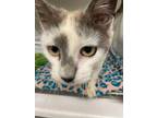 Adopt Blanche a White American Shorthair / Domestic Shorthair / Mixed cat in
