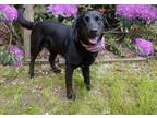 Adopt Kells a Black Labrador Retriever / Mixed dog in Voorhees, NJ (34713468)