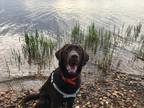 Adopt Rosie a Labrador Retriever / Mixed dog in Chestertown, MD (34712347)