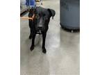 Adopt JULIET a Black Labrador Retriever / Mixed dog in Upper Marlboro