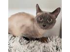 Adopt Shadow a Cream or Ivory Domestic Shorthair / Siamese / Mixed cat in