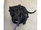 Adopt Maze a Black American Pit Bull Terrier / Mixed dog in Burton