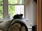 Adopt Maxwell a All Black American Shorthair / Mixed (short coat) cat in
