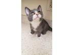 Adopt Jessie a Gray or Blue Domestic Shorthair / Domestic Shorthair / Mixed cat