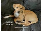 Adopt Trace a Catahoula Leopard Dog / Terrier (Unknown Type