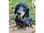 Adopt Stanley a Dachshund / Mixed dog in Atlanta, GA (34712015)