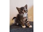 Adopt Spot a Brown Tabby Domestic Shorthair / Mixed cat in Youngsville