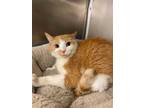 Adopt Charlie a Orange or Red Domestic Shorthair / Domestic Shorthair / Mixed