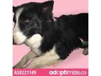 Adopt 50221149 a Black Collie / Mixed dog in El Paso, TX (34712762)
