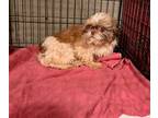 Adopt Ralph a White - with Brown or Chocolate Shih Tzu / Mixed dog in Madison