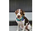 Adopt Rudy a White - with Brown or Chocolate Pointer / Beagle / Mixed dog in