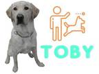 Adopt Toby a Tan/Yellow/Fawn Labrador Retriever / Mixed dog in Hamilton