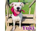 Adopt Yuki a White Dogo Argentino / Great Dane / Mixed dog in Louisville