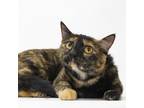 Adopt Whisper a Tortoiseshell Domestic Shorthair / Mixed cat in Franklin