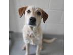 Adopt Kai a Great Pyrenees / Australian Cattle Dog / Mixed dog in Franklin