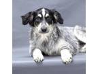 Adopt Sophie a Black Australian Cattle Dog / Great Pyrenees / Mixed dog in