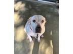 Adopt Minnie a White - with Black American Staffordshire Terrier / Mixed dog in
