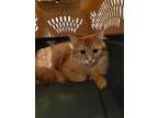 Adopt Kayla a Domestic Mediumhair / Mixed cat in Sudbury, ON (34712661)