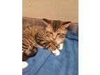 Adopt Tim a Domestic Shorthair / Mixed cat in Sudbury, ON (34712660)