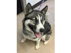 Adopt Adonis a Black Husky / Mixed dog in Burton, MI (34712644)