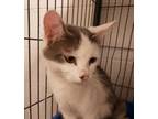 Adopt Abby a White Domestic Shorthair / Domestic Shorthair / Mixed cat in