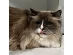 Adopt DOLLY a Gray or Blue Ragdoll / Mixed (long coat) cat in Methuen