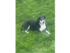 Adopt Dipper a Black - with White Husky / Hound (Unknown Type) / Mixed dog in