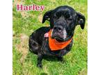 Adopt Harley a Black Mastiff / Mixed dog in Louisville, OH (34712424)