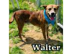 Adopt Walter a Brindle Shepherd (Unknown Type) / Boxer / Mixed dog in