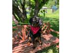Adopt Joker a Black Rottweiler / Mixed dog in Midland, VA (34712570)