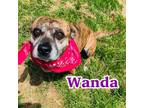 Adopt Wanda a Brindle Shepherd (Unknown Type) / Boxer / Mixed dog in Louisville