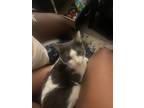Adopt Orion a White (Mostly) American Shorthair / Mixed (short coat) cat in