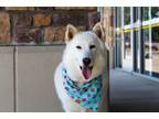 Adopt Elsa a White Husky / Alaskan Malamute dog in Frisco, TX (34712239)