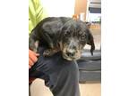 Adopt Colton a Labrador Retriever / Border Collie / Mixed dog in Springfield
