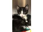 Adopt Magenta a Domestic Shorthair / Mixed cat in Cottonwood, AZ (34712316)