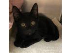 Adopt Indigo a All Black Domestic Shorthair / Mixed cat in Cottonwood