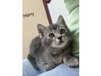 Adopt Harry / Maxfield (M) a Spotted Tabby/Leopard Spotted Domestic Mediumhair /