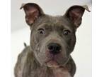 Adopt Dee a Gray/Blue/Silver/Salt & Pepper American Pit Bull Terrier / Mixed dog