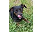 Adopt PEPA a Black - with Tan, Yellow or Fawn Miniature Pinscher / Mixed dog in