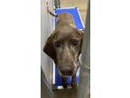 Adopt Scar a Brown/Chocolate German Shorthaired Pointer / Mixed dog in Athens