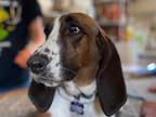 Adopt Bernice a Basset Hound / Mixed dog in Salt Lake City, UT (34712068)