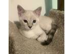 Adopt Lemony Snicket22 a Siamese / Mixed (short coat) cat in Youngsville