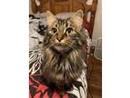 Adopt Chloe a Tiger Striped Norwegian Forest Cat / Mixed (long coat) cat in