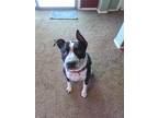 Adopt OREO 7 a Black Staffordshire Bull Terrier / Cattle Dog / Mixed dog in