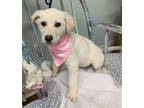 Adopt Hattie a Labrador Retriever / Mixed dog in Meridian, MS (34711633)
