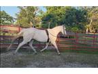 Beautiful Thoroughbred Mare for Sale