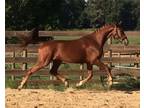 2016 Chestnut Hanoverian Mare in Foal to Fabriano