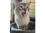 Adopt Kai a Siamese / Mixed cat in Abbeville, LA (34711575)